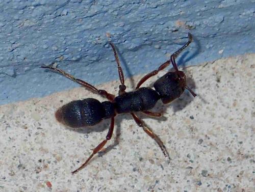 Pseudoneoponera rufipes